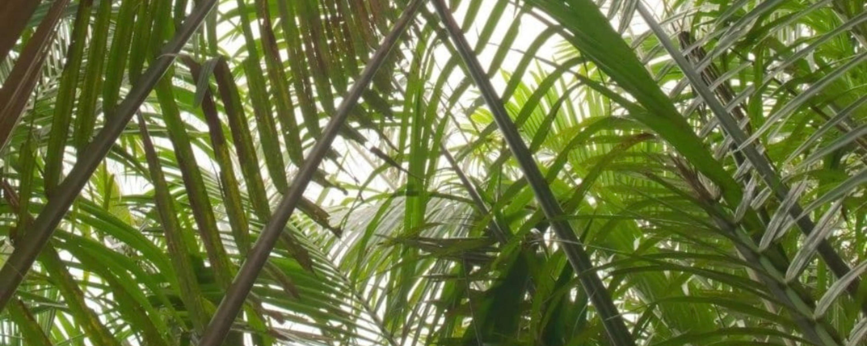 Rattan, Wicker, and Beyond